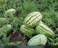 5 acres  for sale - 4