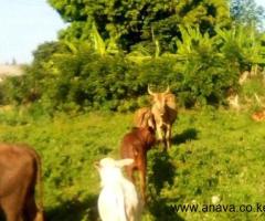 5 acres  for sale - 5