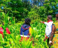 Nawiri gardens kenol - 2