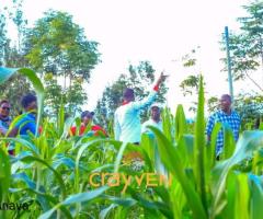 Nawiri gardens kenol - 4