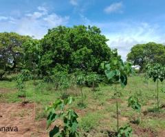 Beach plots and land for sale in Tsuza (Kwale)